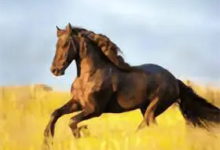 YourTV 你的电视TV v2.3.1 全能直播神器｜安卓TV清爽版-魔方小站