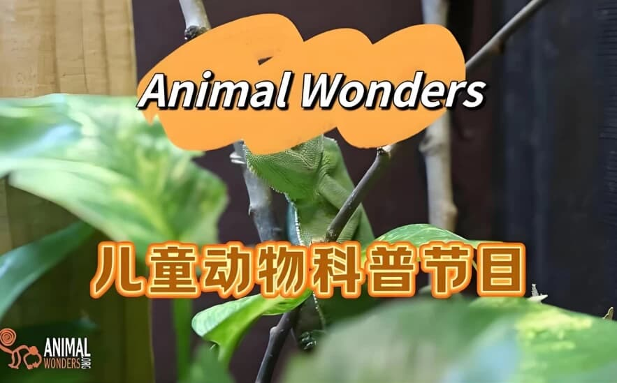 油管热门英文儿童动物科普节目《动物奇观 Animal Wonders》-魔方小站